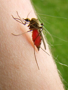 photogallery_how_to_identify_common_bug_bites_01_full