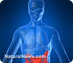 Internal-Organs-Digestive-System