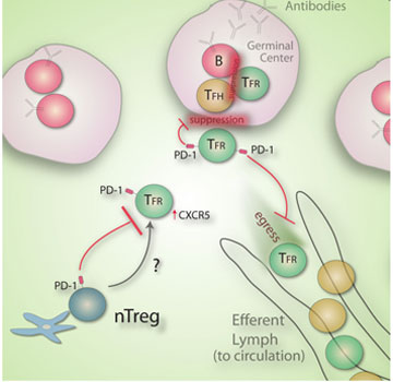 AntibodyGeneration