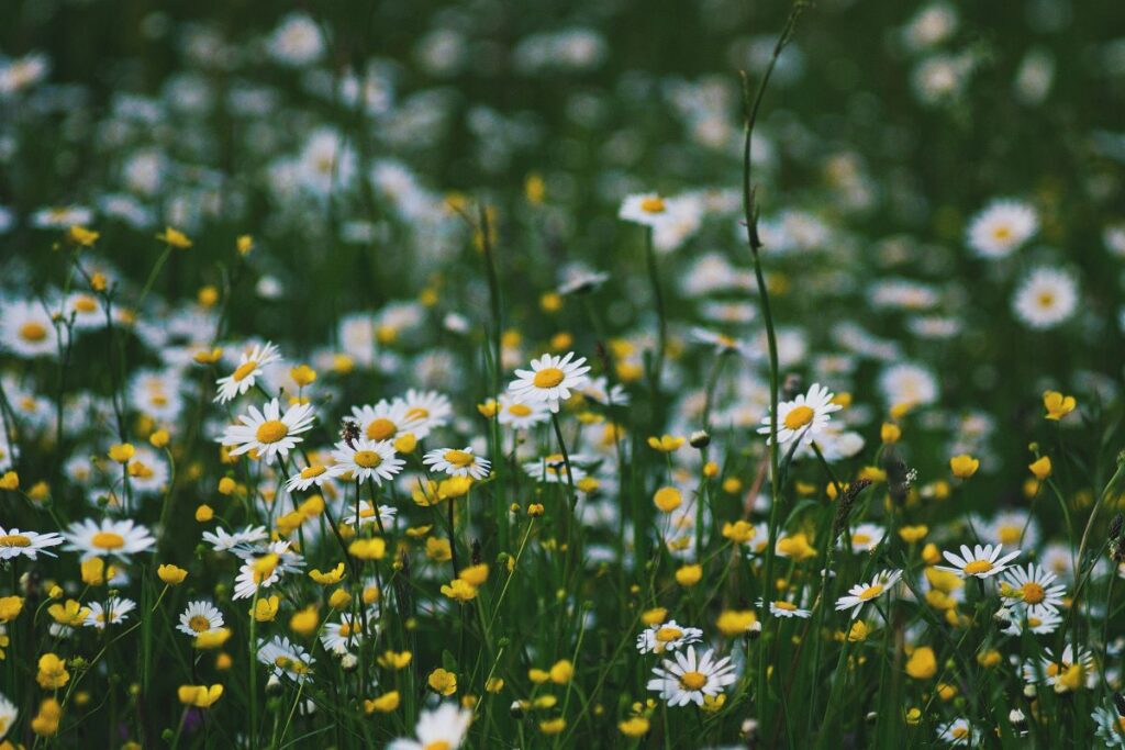 A field of white-petaled flowers in the daytime. Photo by Roksolana Zasiadko on Unsplash.
