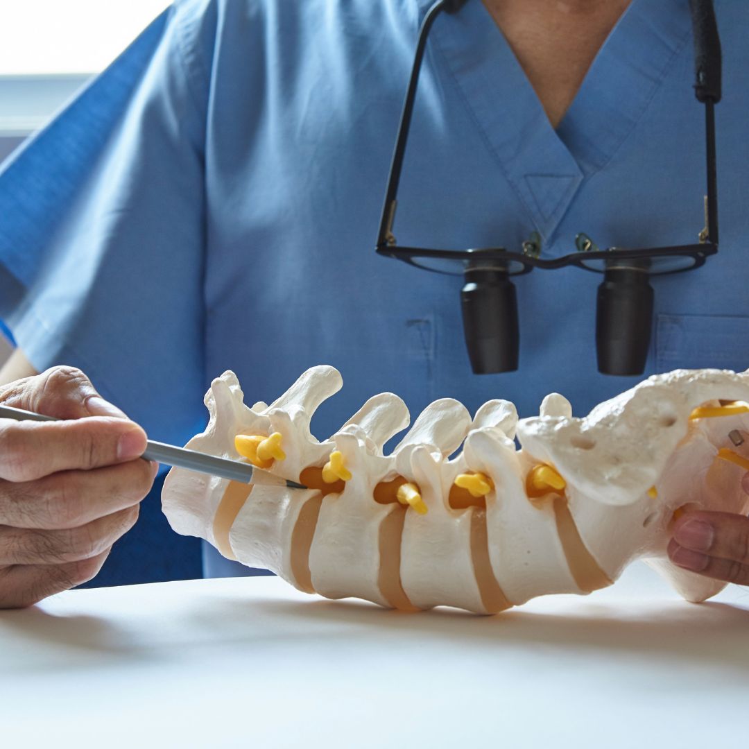 A chiropractor pointing at the bones on model spine